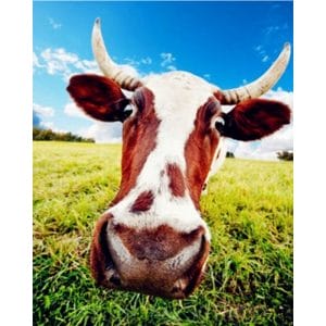 The Cow Selfie