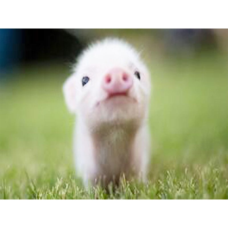 The Cutest Piglet