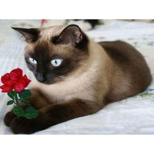Cat And Red Rose