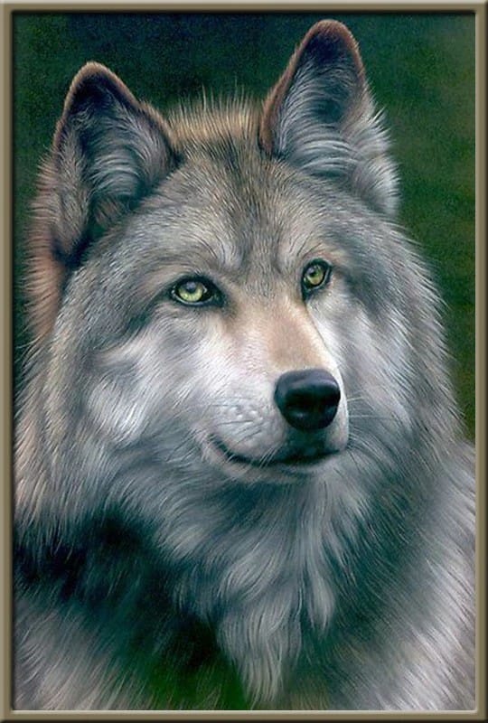 The Serious wolf